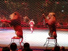 困兽-珠海横琴长隆《卡卡虎奇遇记》