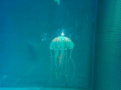 -洛阳龙门海洋馆