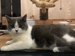 -袖虎·猫馆(体育西路店)