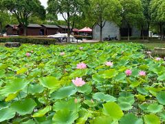 -滆湖低碳生态公园