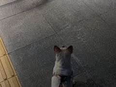 -瑞鹏宠物医院·微创内窥镜·骨外科·牙科(翠竹分院)