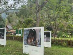 -野象谷景区