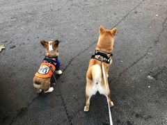 -八公叔叔宠物美容连锁(春申店)