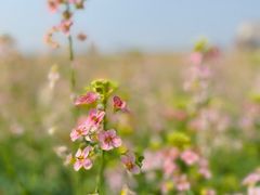 -中国天府农业博览园