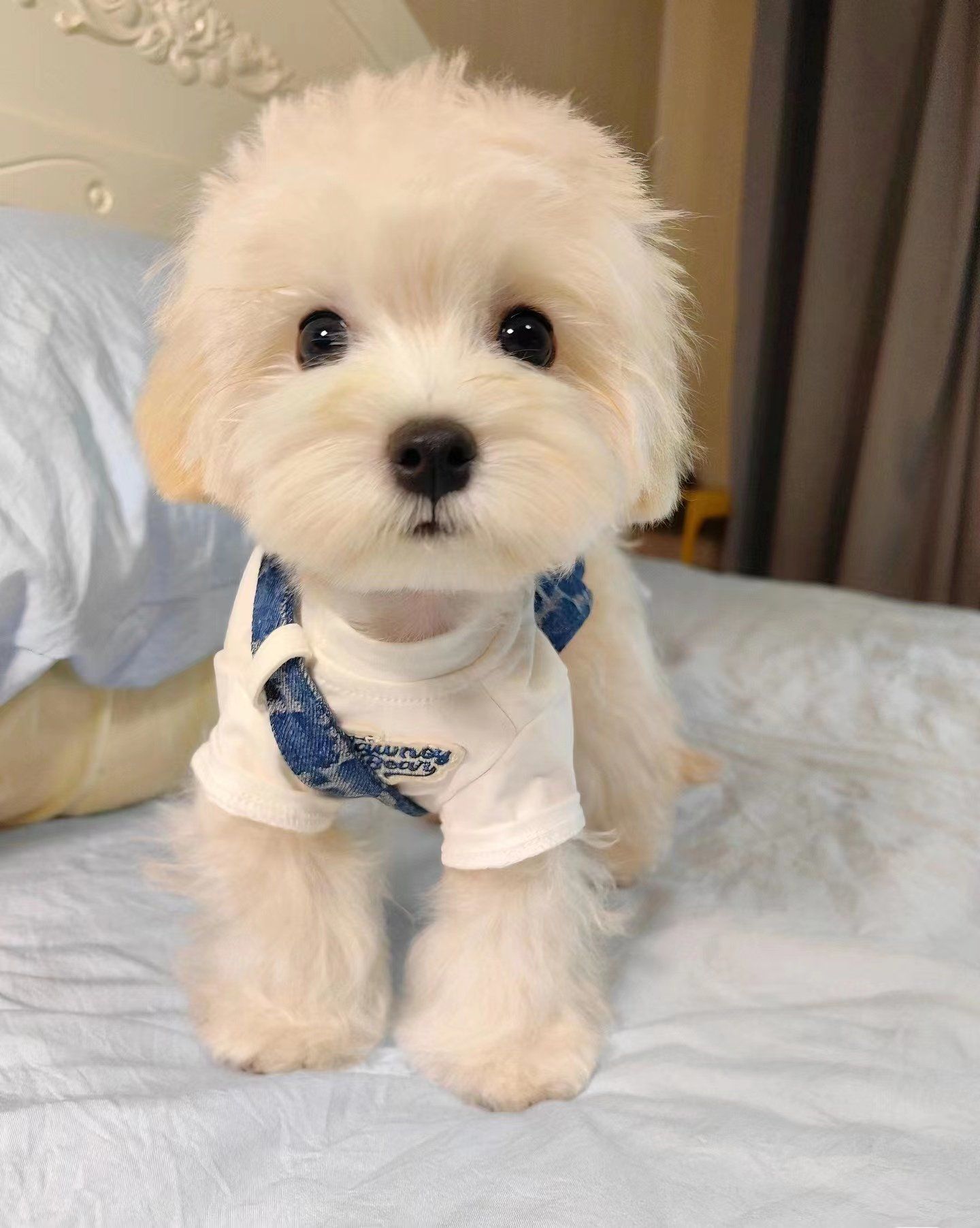 西安靠谱小型犬犬舍推荐