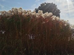 -九里河湿地公园