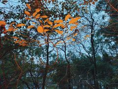 -岳麓山风景名胜区