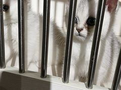 -东方名猫馆·英短金渐层布偶猫舍(环线广场1号楼店)