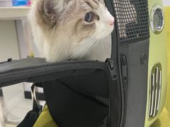 -艾吉宠物医院·疑难杂症转诊中心·猫友好(碧江路院)