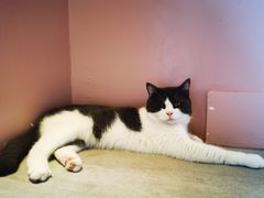 -猫儿山۰猫主题餐厅