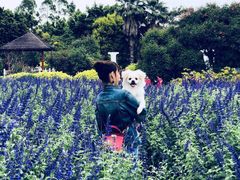 -广东花都香草世界旅游度假区