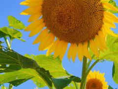 -光明小镇欢乐田园