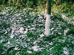 -杭州半山国家森林公园