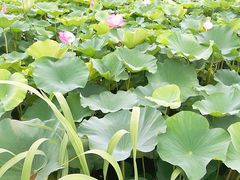 -荷塘月色湿地公园·向阳花洲