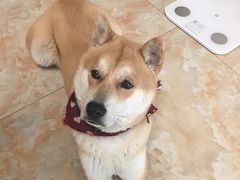 -佳百利宠物(荣乐中路115弄小区店)