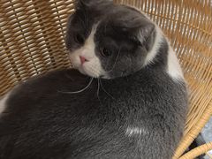-瑞鹏宠物医院华南总院·夜诊·心脏科·骨科