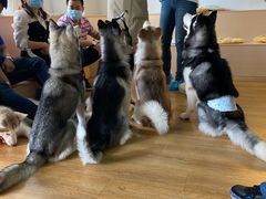 -Husky Go! 哈士奇体验馆·宠物咖啡厅狗咖