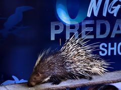 -清迈夜间动物园