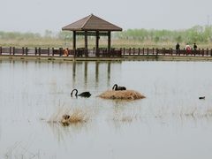 -南大港湿地风景区