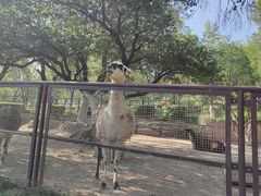 -青藏高原野生动物园