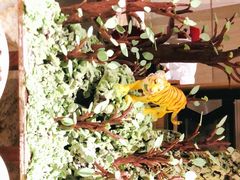 -嘉定凯悦·咖啡厅