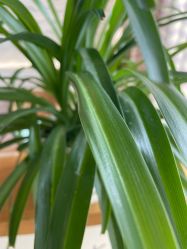 -SILKTONE诗丽堂美容