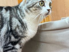 -MOCHA明星猫咖(田子坊店)