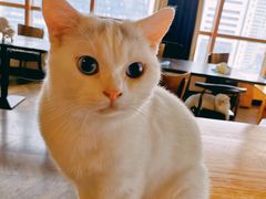 -蓝鲸·缅因猫舍