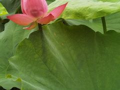 -陈家山荷花公园