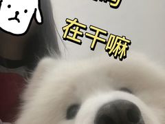 -星多哈·狗咖·拼豆·咖啡