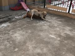 -波姐宠物家庭寄养