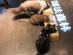 -咖法森林·咖啡  酒吧(天河店)