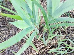 -嘉喜来比萨(罗马花园店)