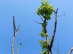 -广州市流溪河国家森林公园