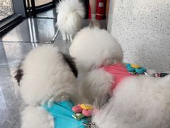 -半岛宠物医院24小时·内窥镜·牙科·碎石中心(府城大道店)