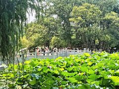 -莲湖公园