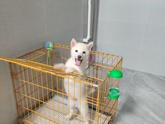 -翊宠yipet猫狗购宠庄园犬舍•猫舍