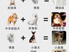 -翊宠yipet猫狗购宠庄园犬舍•猫舍