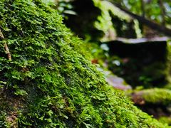 -云南屏边大围山国家公园