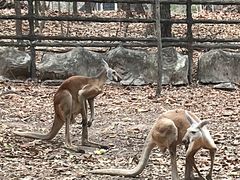 -清迈夜间动物园