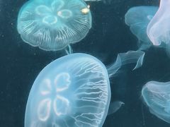 -大连老虎滩海洋公园