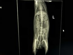 -瑞派·关忠动物医院·异宠专科·犬猫肿瘤·皮肤专科(望京店)