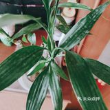 前几天发现这个植物它还是没有出牙的