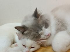 -Heymao猫咖.咖啡厅(东门店)