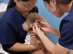 -关爱动物医院·心脏·中兽医·异宠(金牛路分院)