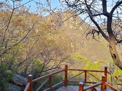 -大岭沟猕猴桃谷风景区