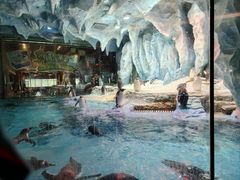 -帝企鹅自助餐厅•儿童岛•真企鹅(长隆企鹅酒店)