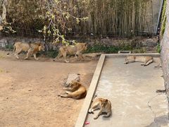 -西霞口神雕山野生动物世界