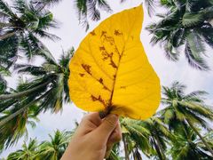 -三亚海棠湾万丽度假酒店