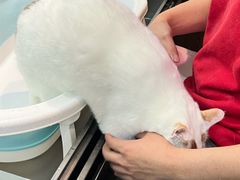 -PETKIT小佩宠物·低压洗护(国顺东路店)